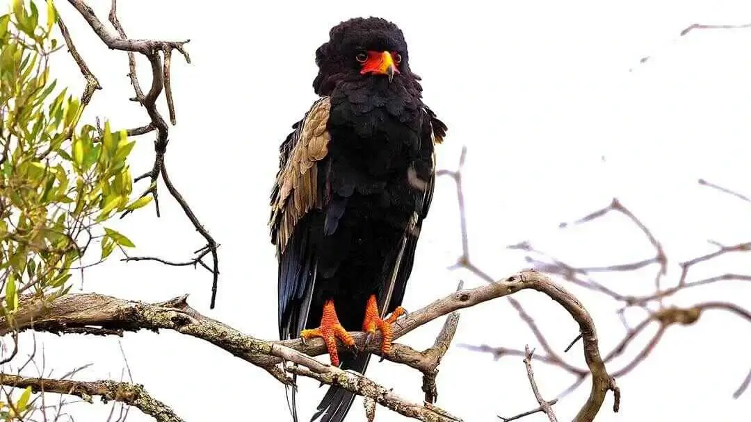 Bateleur Eagle Full